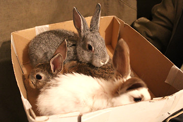 Image showing brood of three rabbits in the box