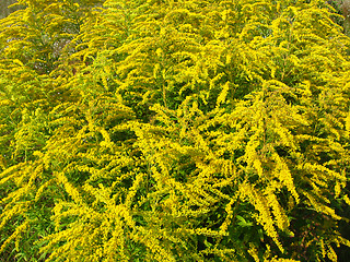 Image showing beautiful yellow flowers