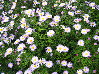 Image showing bed of nice light and  lilac chrysanthemums