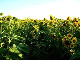 Image showing ield with beautiful sunflowers