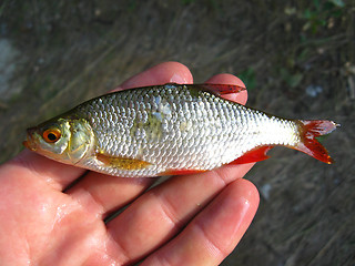 Image showing Beautiful rudd laying in the hand