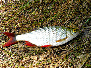 Image showing Beautiful rudd laying on a grass