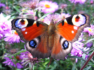 Image showing butterfly of peacock eye on the aster
