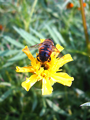 Image showing bees sitting on the yellow flower