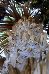 Image showing Palm Tree