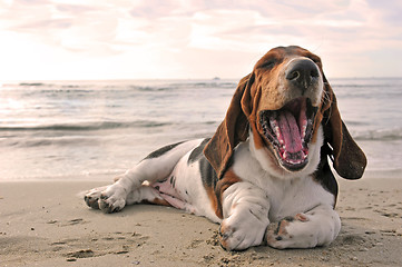 Image showing yawning basset hound