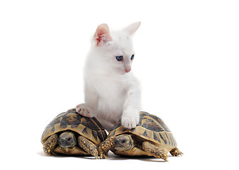 Image showing young Tortoises and cat