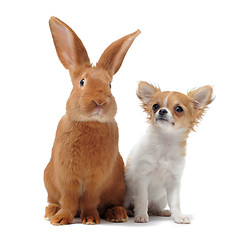 Image showing chihuahua and Rabbit