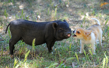 Image showing liitle piggy and chihuahua