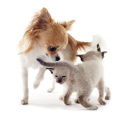 Image showing Siamese kitten and chihuahua