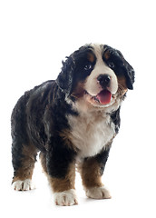 Image showing puppy bernese moutain dog