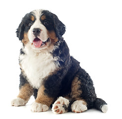 Image showing puppy bernese moutain dog