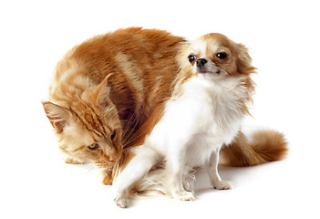 Image showing maine coon cat and chihuahua