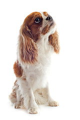 Image showing cavalier king charles