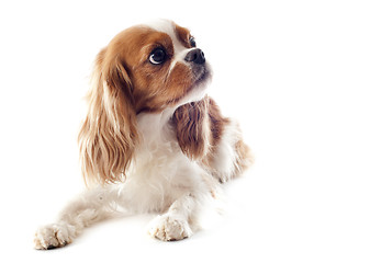 Image showing cavalier king charles