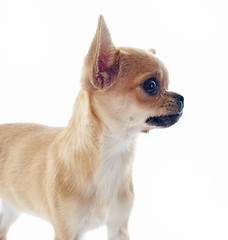 Image showing puppy chihuahua