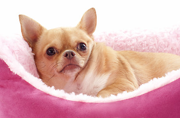 Image showing chihuahua in dog bed