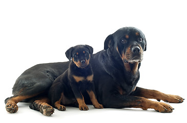 Image showing rottweilers