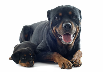 Image showing rottweilers