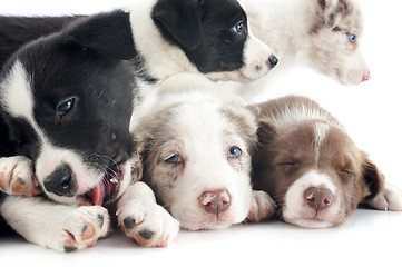 Image showing puppies border collie