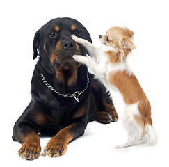 Image showing rottweiler and chihuahua