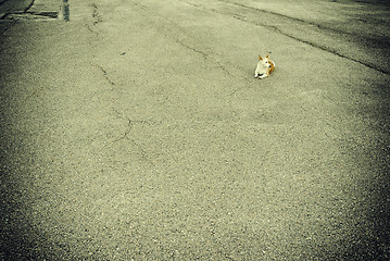 Image showing Stray dog in the city