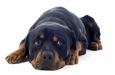 Image showing rottweiler