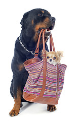 Image showing rottweiler and chihuahua in a bag