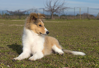 Image showing puppy shetland