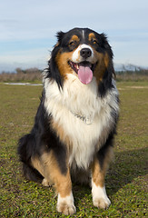 Image showing australian shepherd