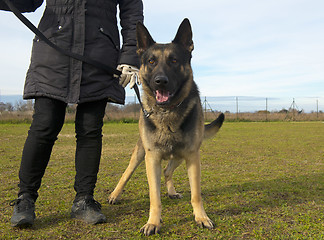 Image showing german shepherd and owner