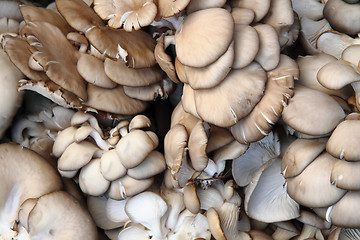 Image showing oyster moshrooms