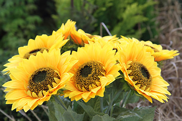 Image showing sunflowers