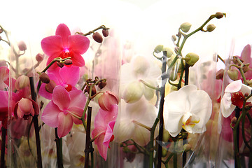 Image showing very nice orchid background
