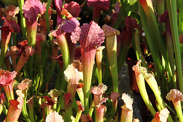 Image showing carnivorous plants