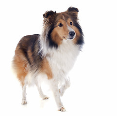 Image showing shetland dog