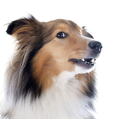 Image showing shetland dog