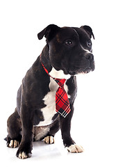 Image showing staffordshire bull terrier with tie