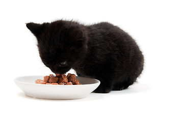 Image showing Little cute kitten eating