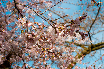 Image showing Pink cherry blossom