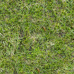 Image showing Grass Texture.