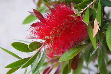 Image showing Crimson Bottlebrush