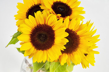 Image showing Sunflowers in studio