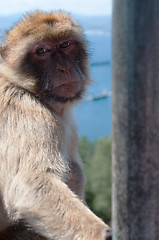 Image showing Portrait of ape in Gibraltar