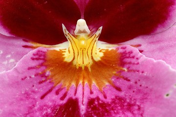 Image showing Orchid close up-extreme