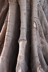 Image showing Ficus in Cadiz