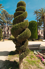 Image showing Spiral conifer and palm trees in Cadiz