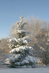 Image showing Spruce with snow