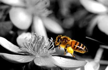 Image showing bee in flight