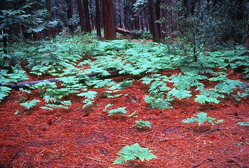 Image showing Forest with fern